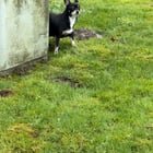 Found Dog in Bellingham, Washington — listing photo