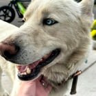 found dog in Denver, Colorado