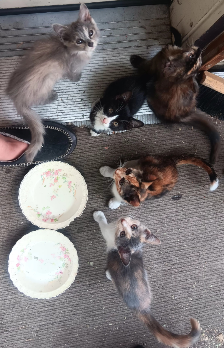 Lost Cat in Oroville — listing photo