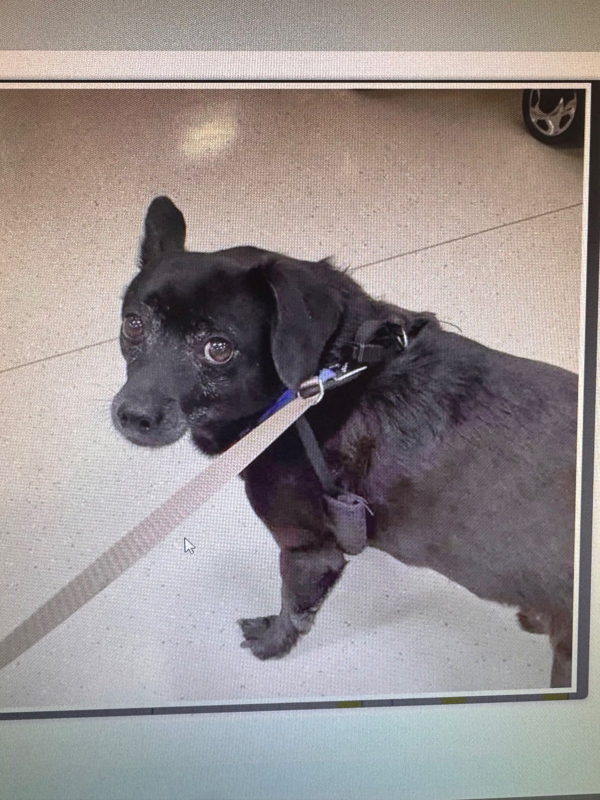 Lost Dog in Concord, New Hampshire — listing photo