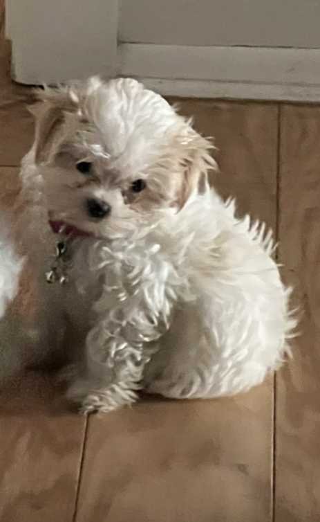 Lost Dog in Chandler, Arizona — listing photo