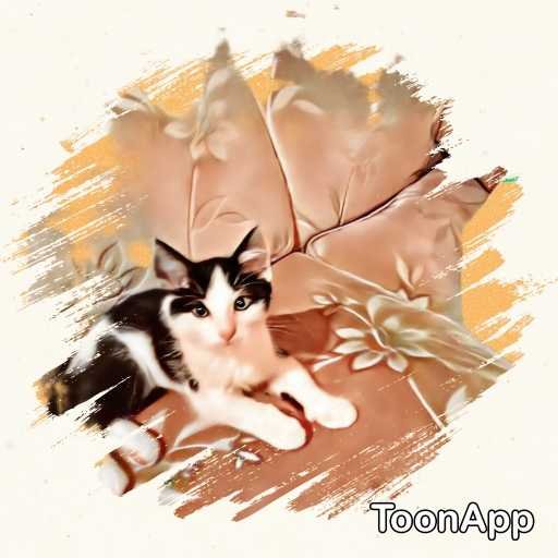 Lost Cat in Fort Collins, Colorado — listing photo
