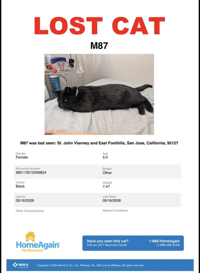 Lost Pet in San Jose, California — listing photo