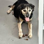 Lost Dog in Jacksonville, Florida — listing photo