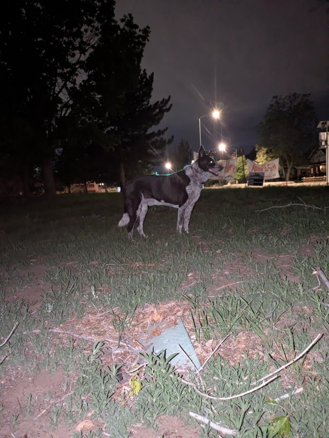 Found Pet in Denver, Colorado — listing photo
