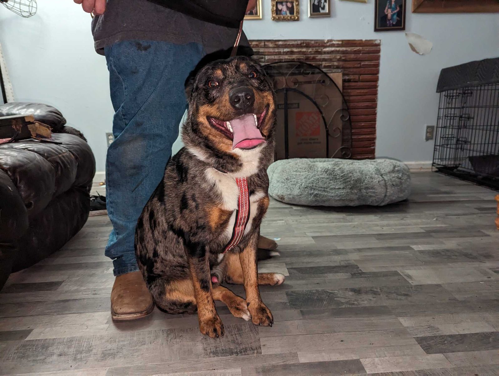 Found Dog in Rio Linda — listing photo