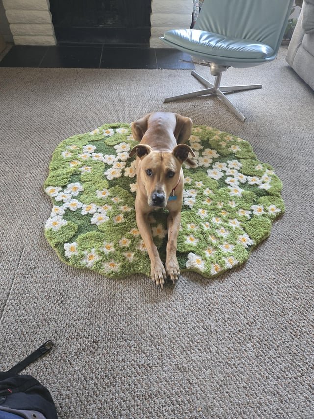 Lost Dog in San Diego, California — listing photo