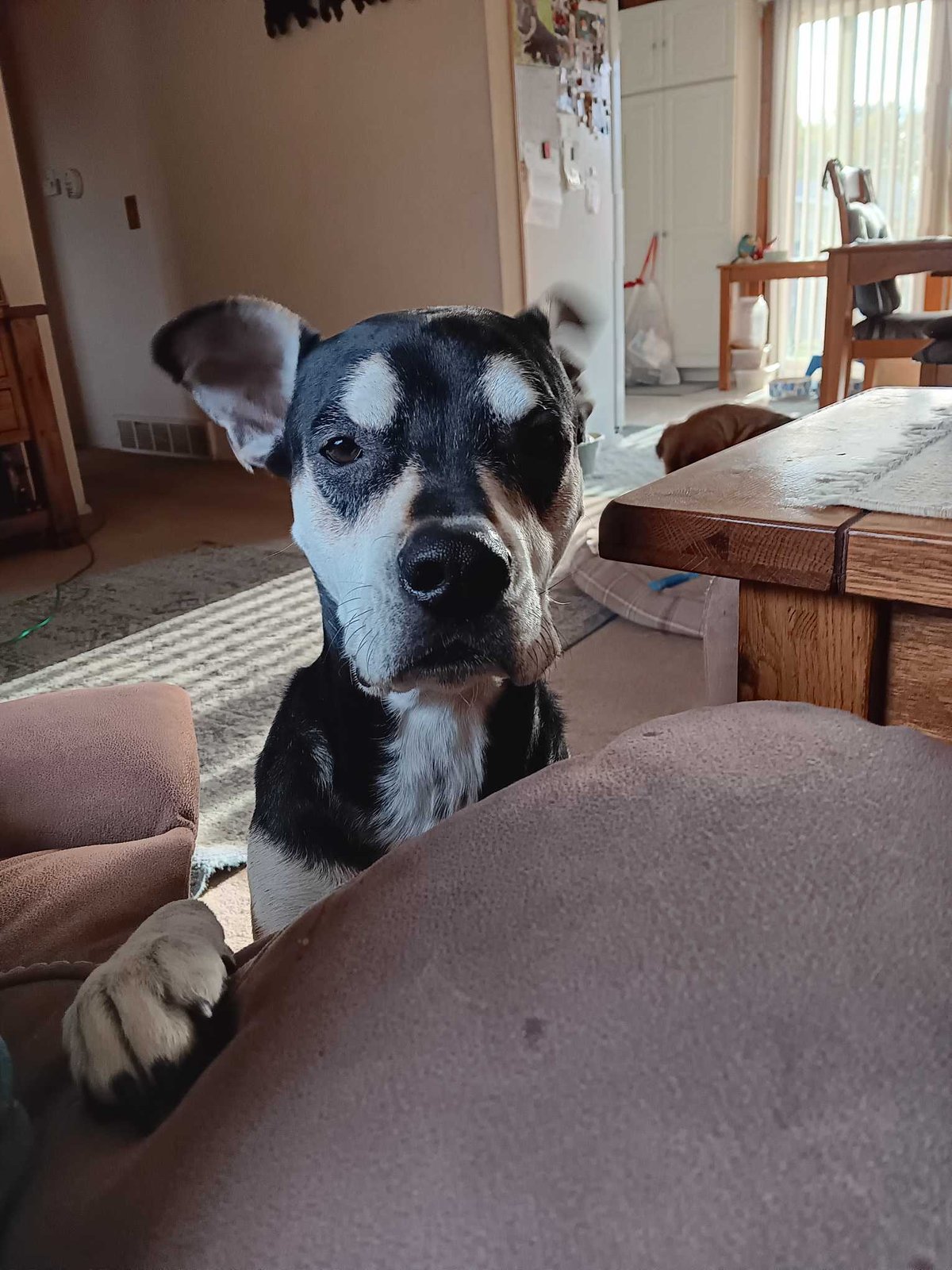 Lost Dog in Lakewood, Ohio — listing photo