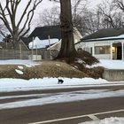 Lost Dog in Memphis, Tennessee — listing photo