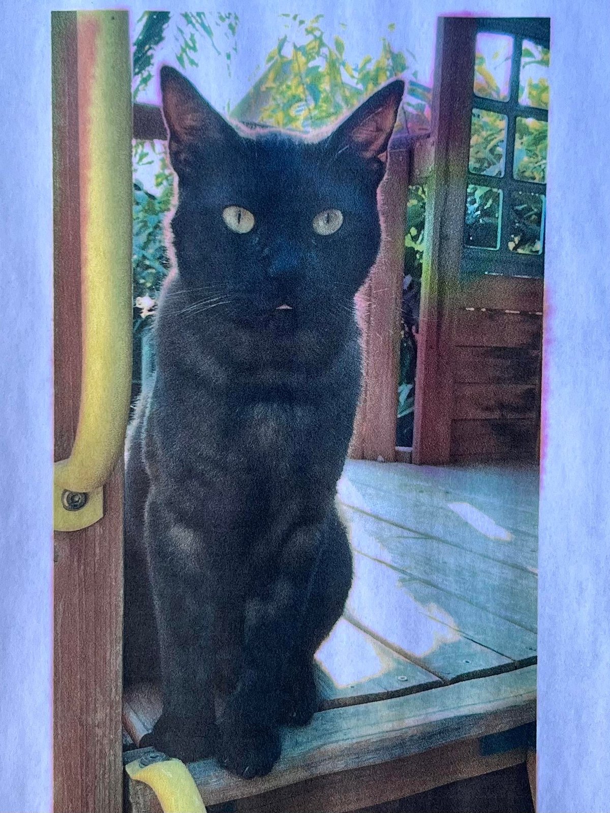 Lost Pet in Fresno, California — listing photo