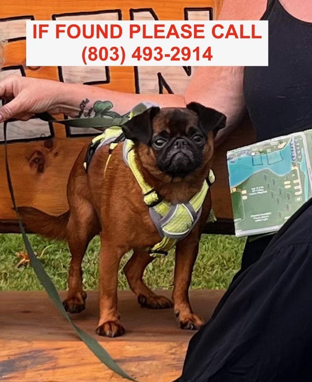 lost dog in Little Rock, Arkansas