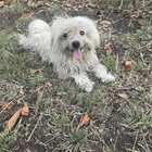FOUND DOG: White, small, male dog - NOT neutered, NOT chipped