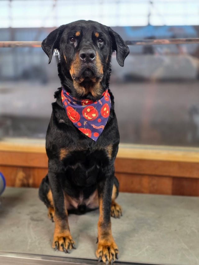 Lost doggo =[