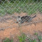 Lost cat near Military Park/Greenway