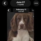 Lost Dog in Bakersfield, California — listing photo