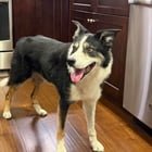 Lost Dog in Salt Lake City, Utah — listing photo