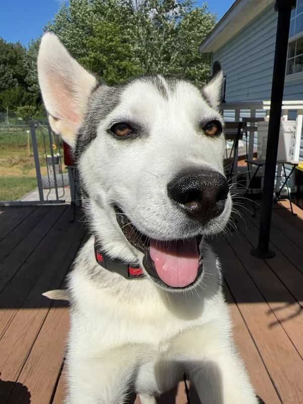 Lost Dog in Ellenville, New York — listing photo