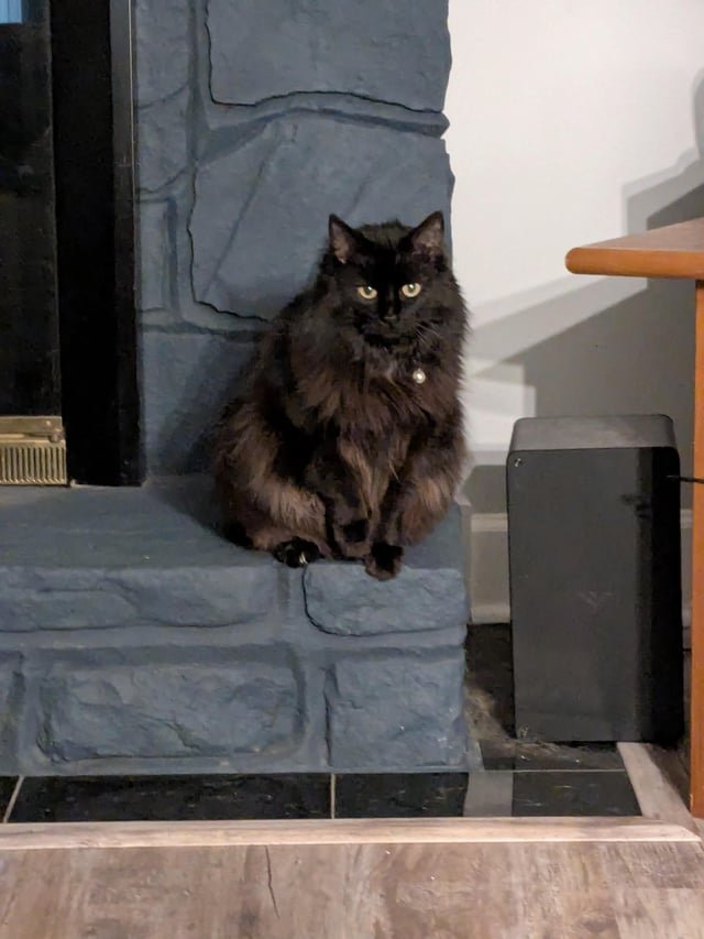 Missing cat in South Huntsville