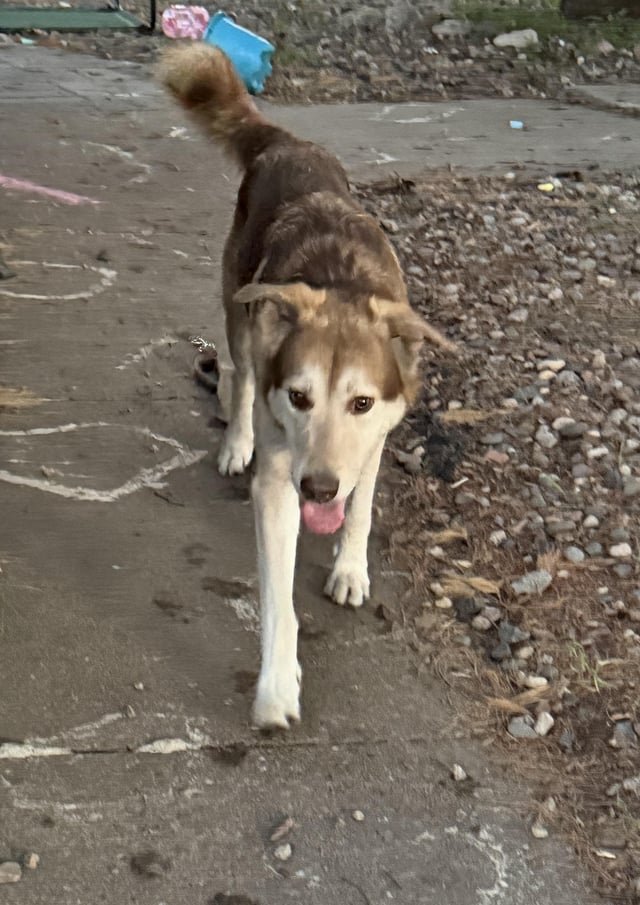 Found dog