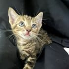 Found Cat in Tulsa, Oklahoma — I found a tiny cat