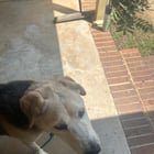 Found Dog