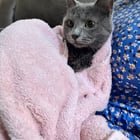 Found Cat on NSU-BA Trail