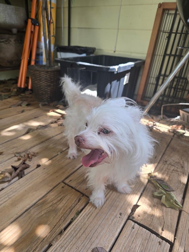 found dog in Tulsa, Oklahoma