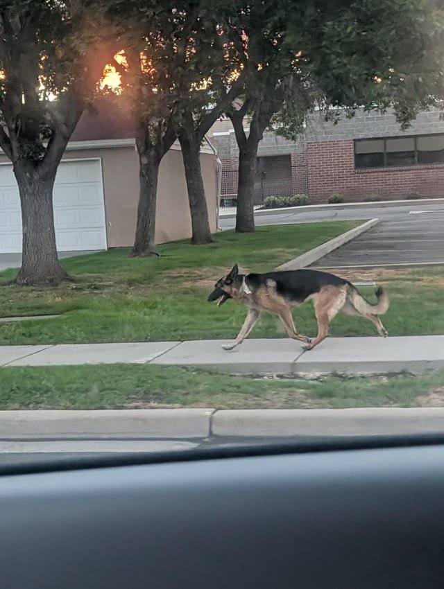 Found Dog in Salt Lake City, Utah — German shepherd spotted