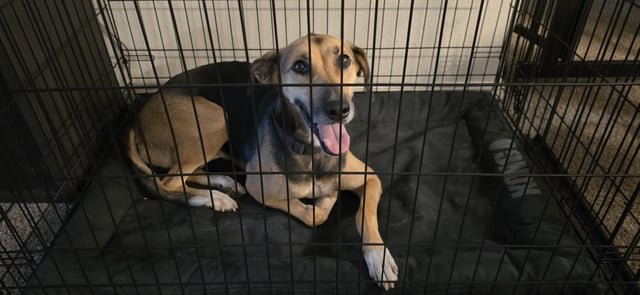 Found Dog in Tulsa, Oklahoma — listing photo