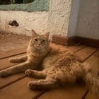 Lost Cat in Greensboro, North Carolina — listing photo