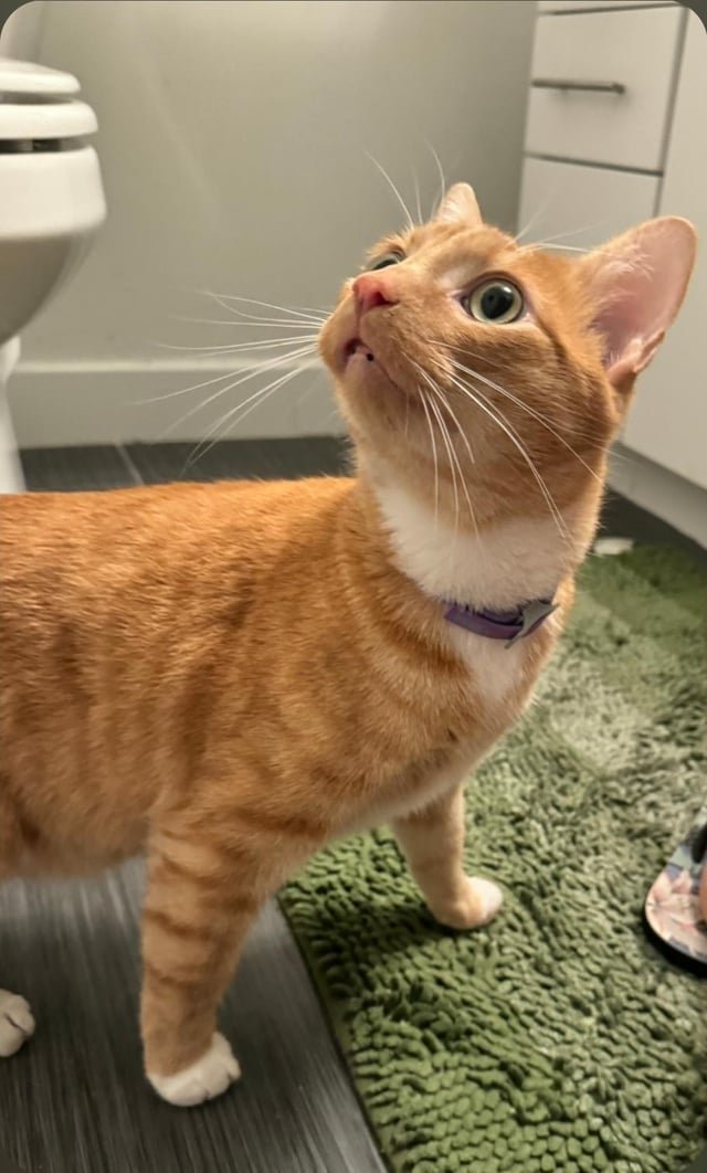 found cat in Little Rock, Arkansas