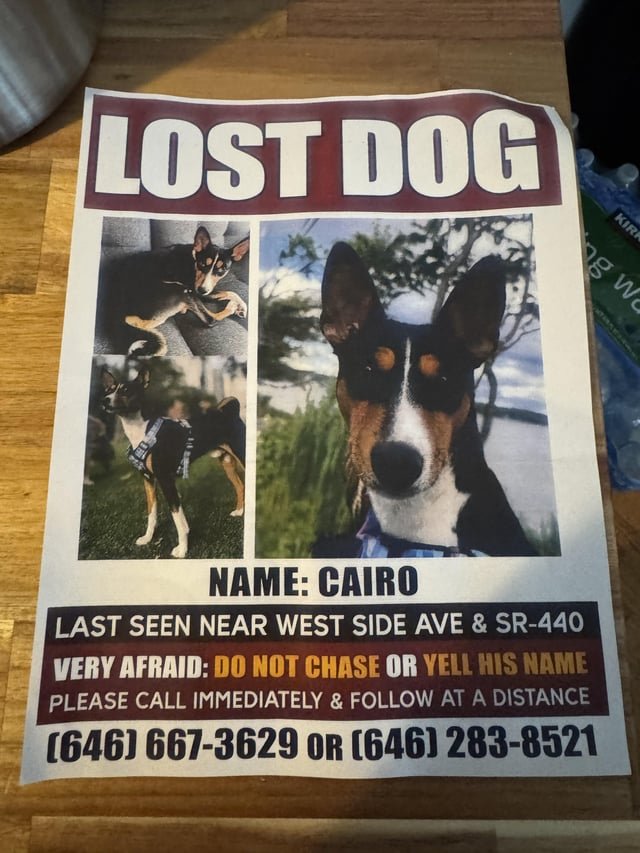 lost dog in Jersey City, New Jersey