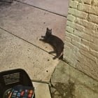 Lost Cat in Greensboro, North Carolina — listing photo