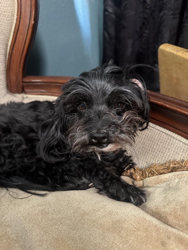 Lost Dog in Riverside, California — listing photo