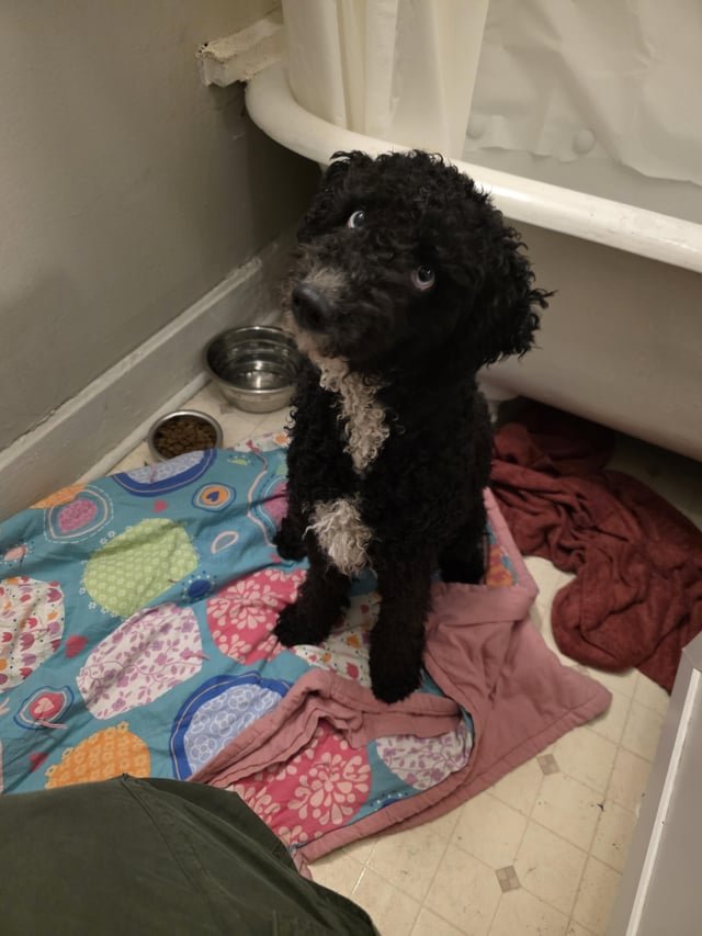 Lost Dog in Saint Paul, Minnesota — listing photo