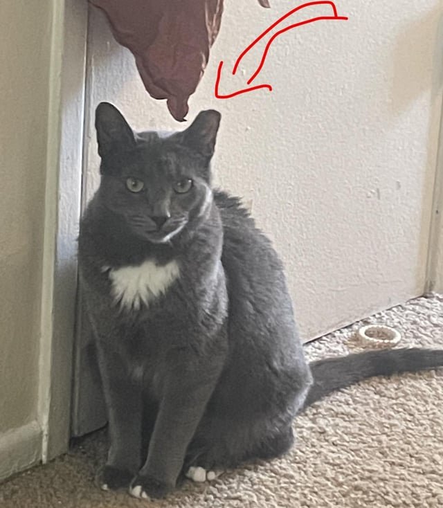 Lost Cat in Santa Ana, California — listing photo