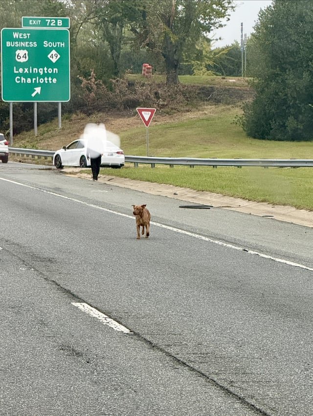 lost dog in Greensboro, North Carolina