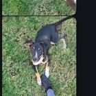found dog in Riverside, California