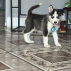 Lost Dog in Greensboro, North Carolina — Big Update On Rocket The puppy Stolen By Elijah Johnson