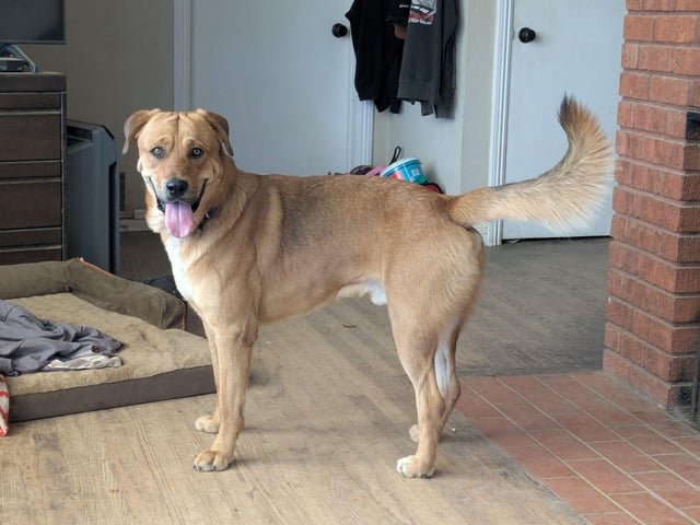 found dog in Riverside, California