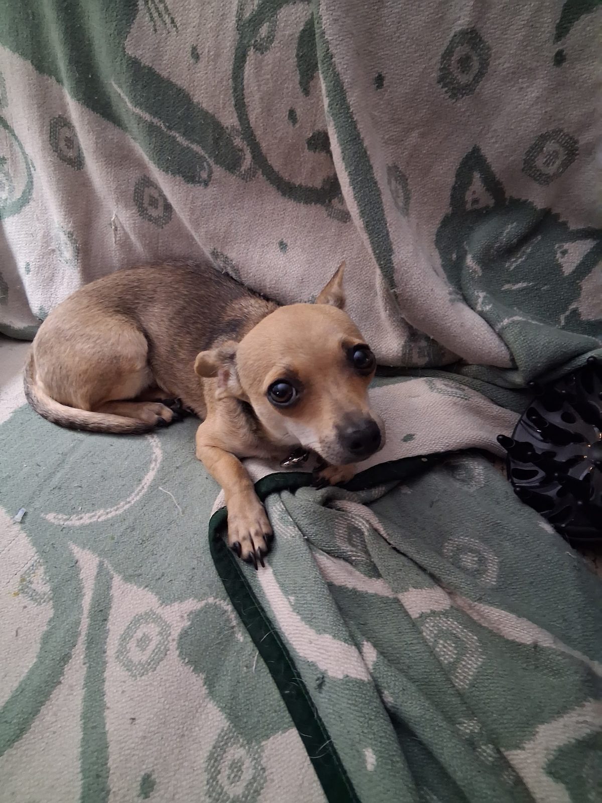 Lost Dog in Millcreek, Utah — listing photo
