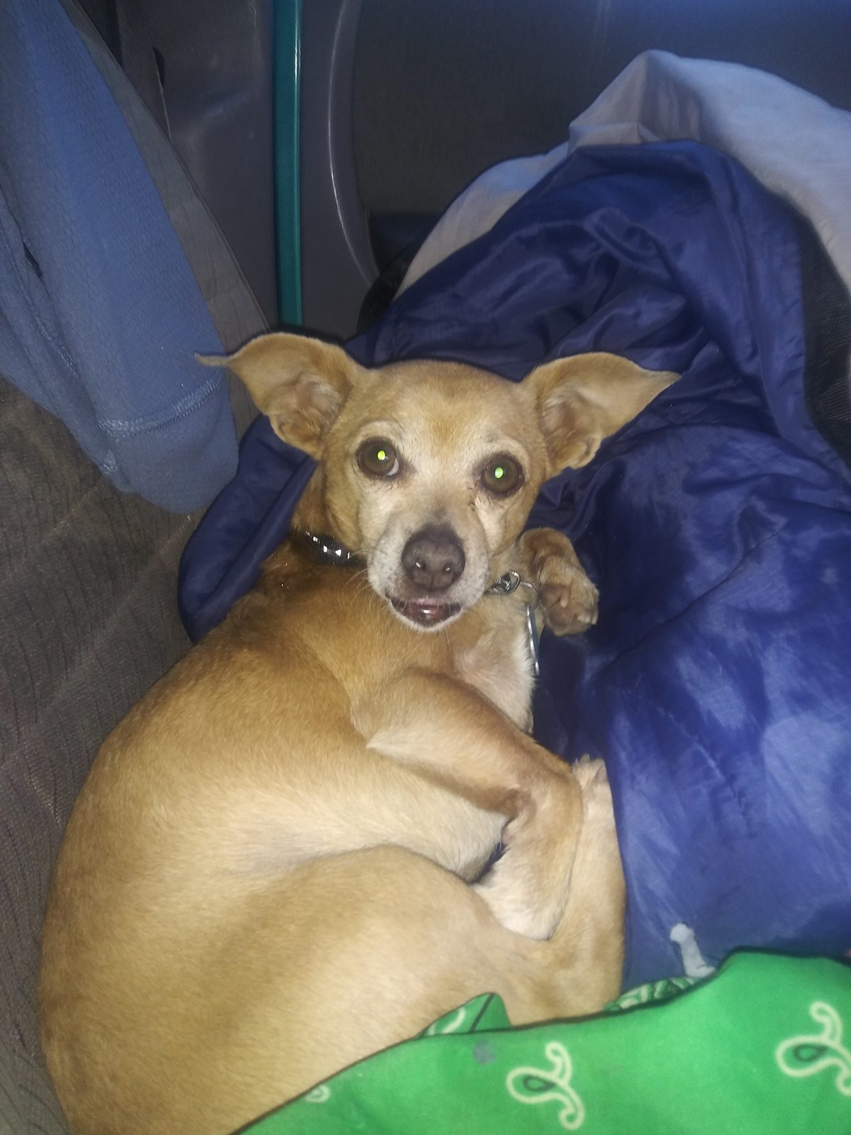 Lost Dog in Taylorsville, Utah — Fatboy