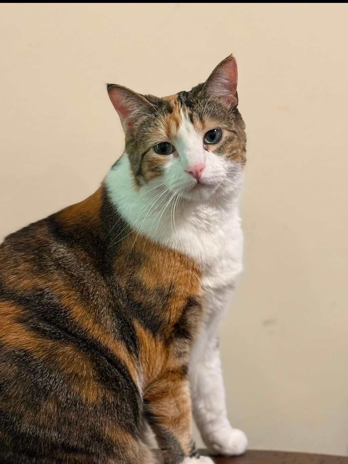 Lost Cat in Cincinnati, Ohio — Adult female cat