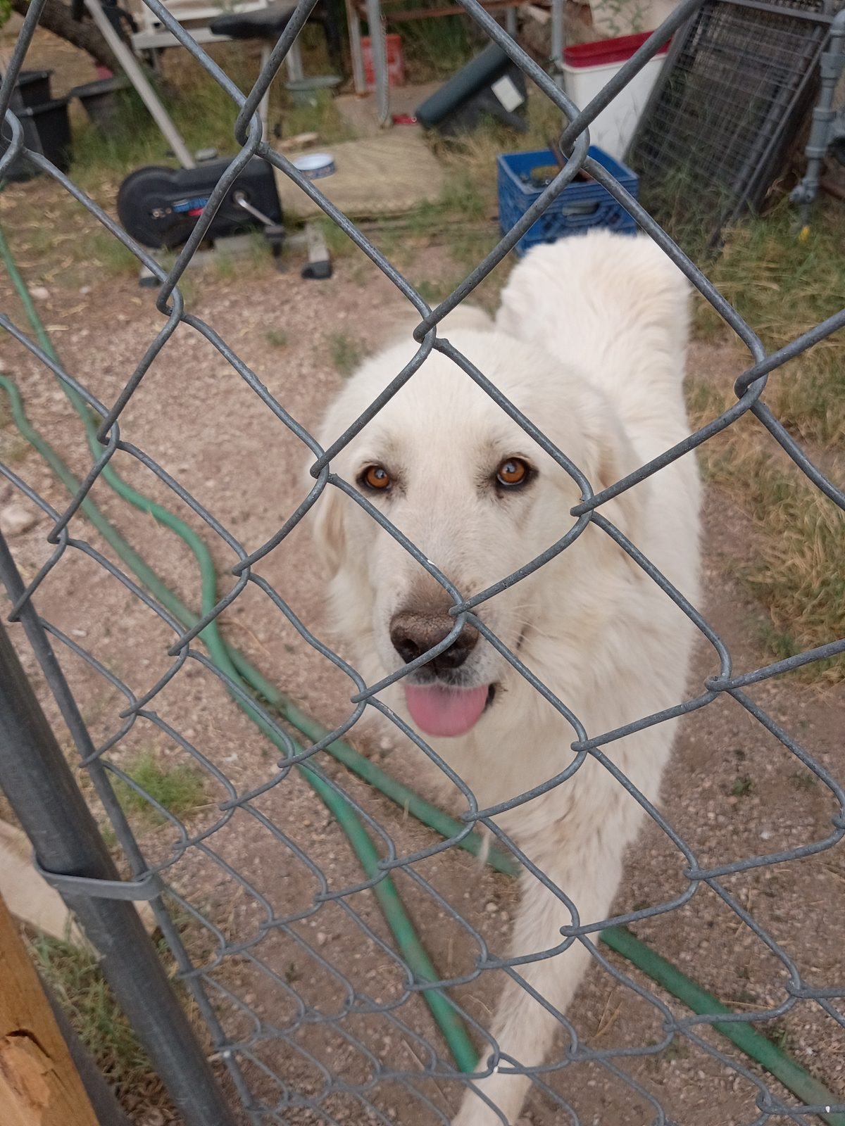 Found Dog in Tucson, Arizona — listing photo