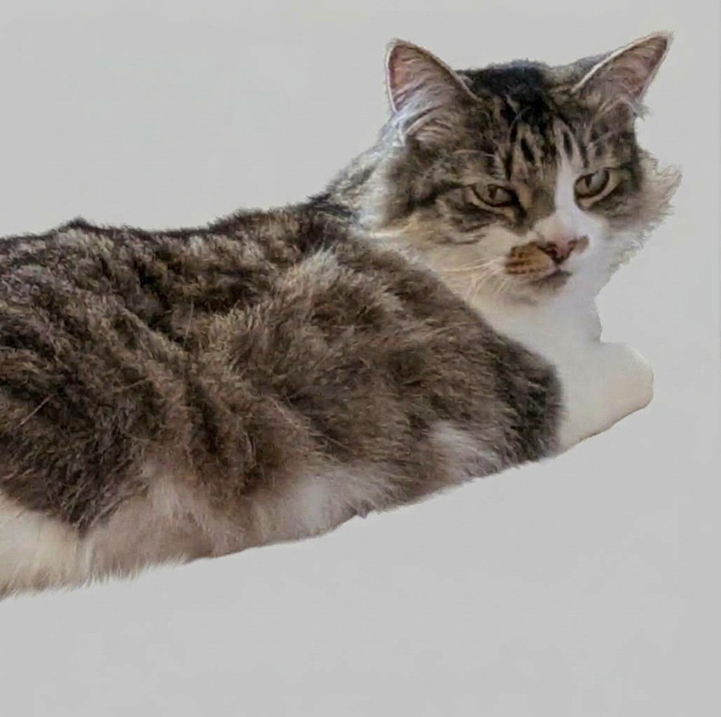 lost cat in Fallbrook, California