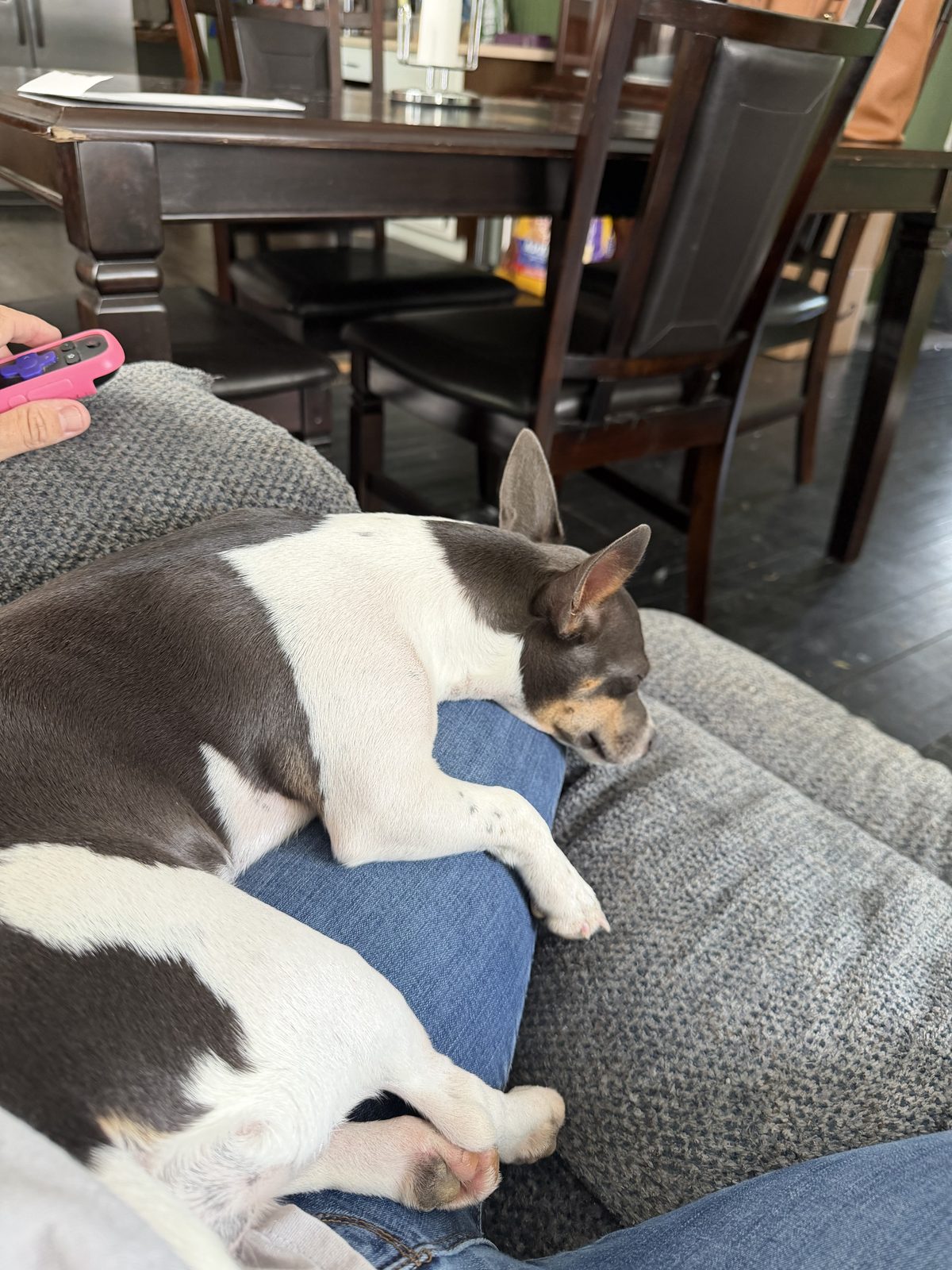 Lost Dog in Walnut, Mississippi — listing photo