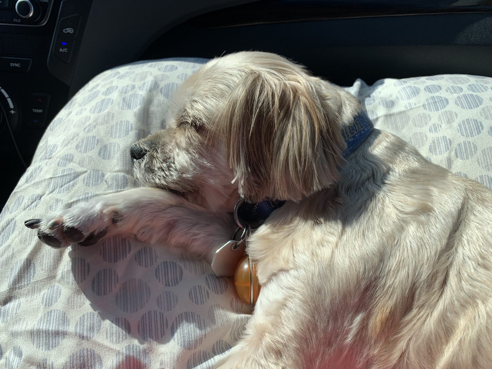 Lost Dog in Port Charlotte, Florida — listing photo