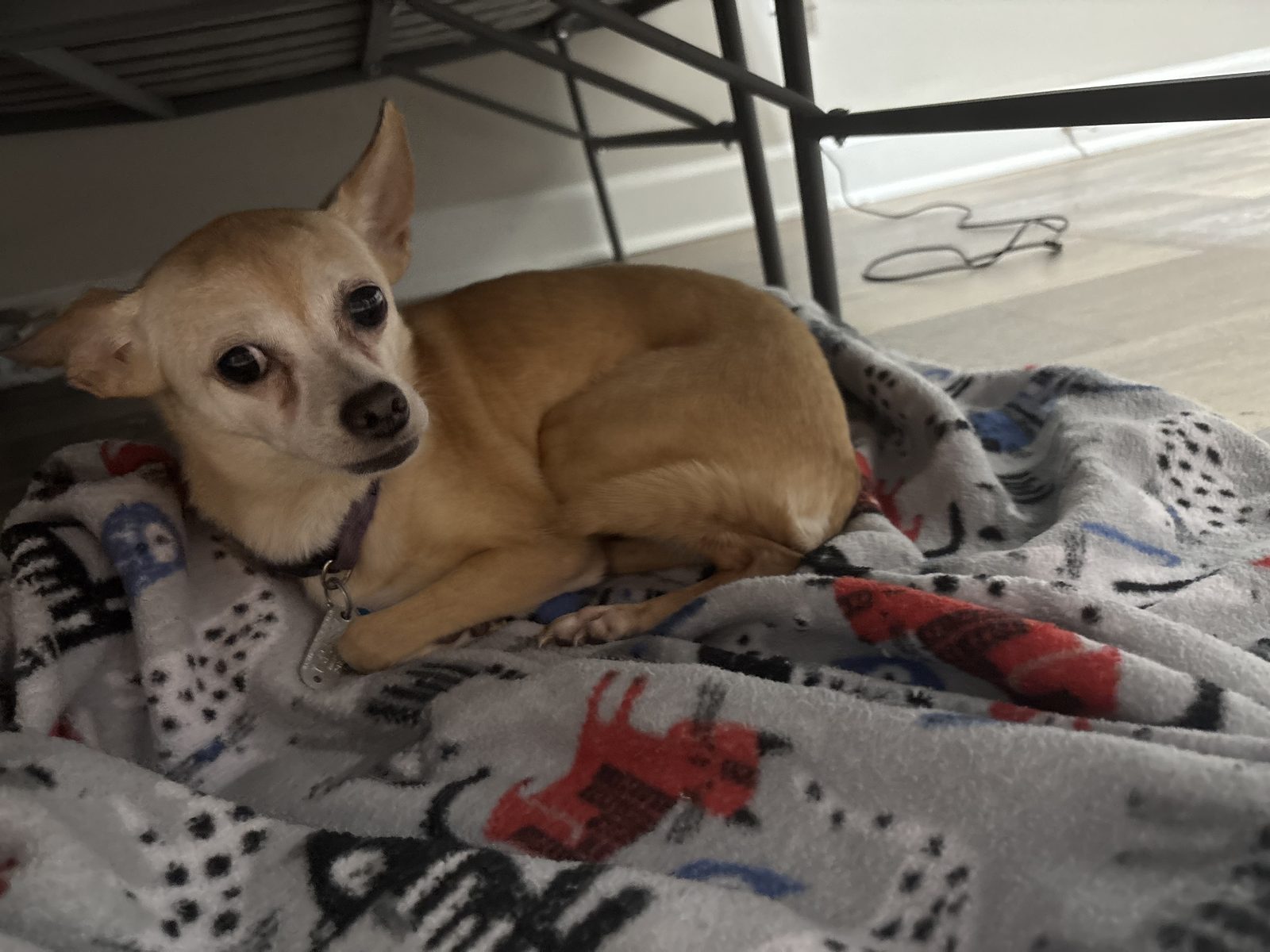 Lost Dog in Graham, North Carolina — listing photo