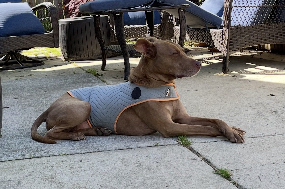 Lost Dog in Raleigh, North Carolina — listing photo
