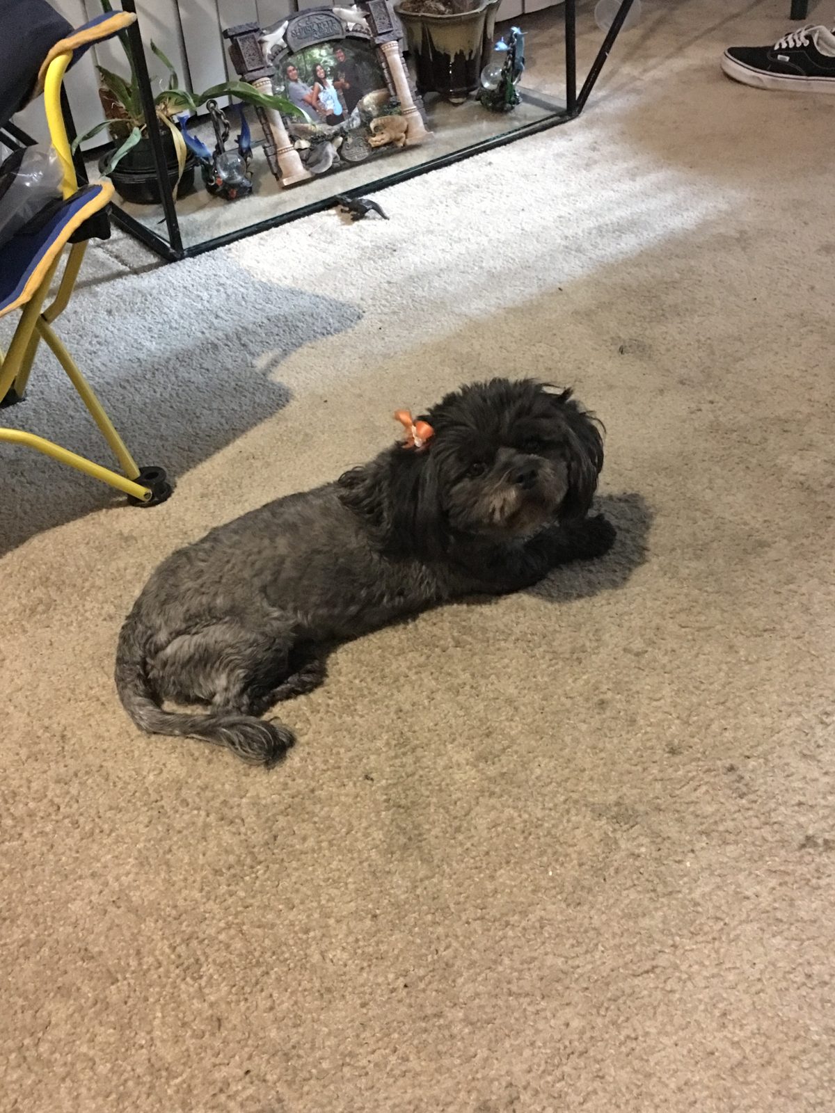 Lost Dog in North Las Vegas, Nevada — Lulu is lost